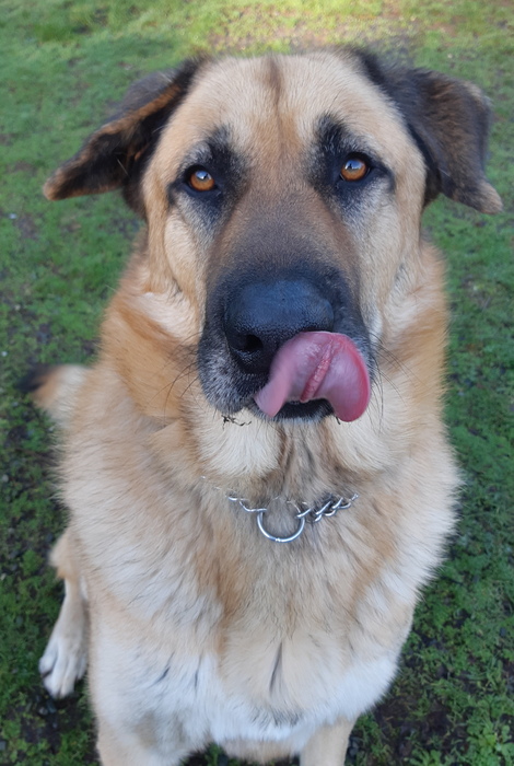 BC_SPCA's tweet image. ❤️🐾Oso has been with us far too long now and is so deserving and loving of finding his forever person. Oso is large, loving and goofy, and has absolutely stolen the hearts of the staff who care for him. Learn more about Oso at ow.ly/wxiG50QMOEx #Comoxbc