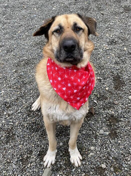 BC_SPCA's tweet image. ❤️🐾Oso has been with us far too long now and is so deserving and loving of finding his forever person. Oso is large, loving and goofy, and has absolutely stolen the hearts of the staff who care for him. Learn more about Oso at ow.ly/wxiG50QMOEx #Comoxbc