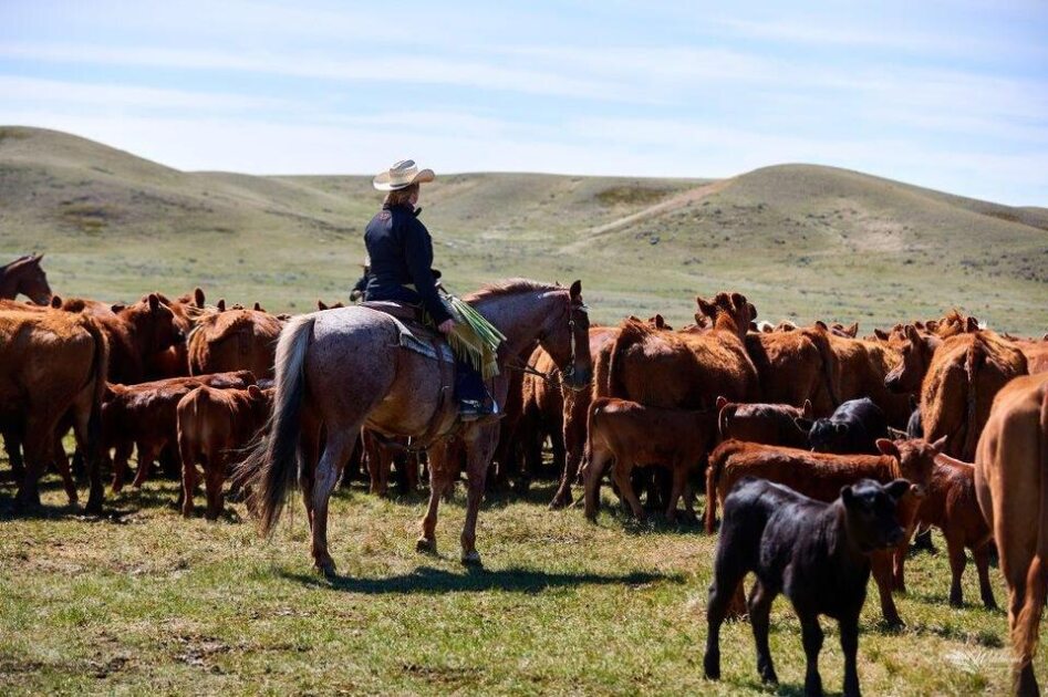 Happy International Women's Day! According to the Census of Agriculture, 31% of Canadian ranches/feedlots are operated by women! #cdnbeef #SustainableCdnAg