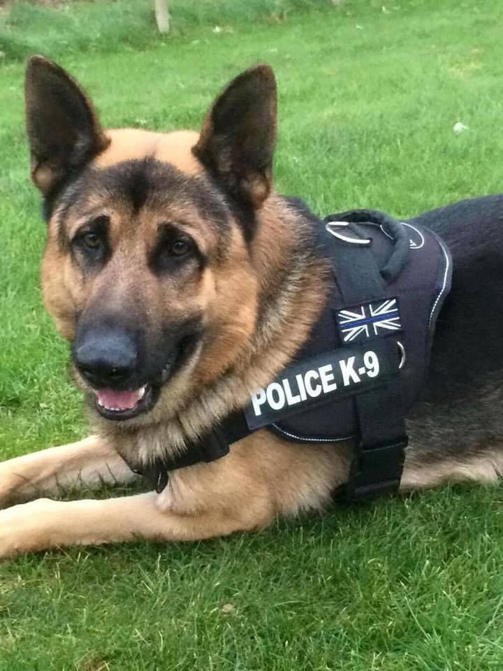 Sad news today after hearing that retired Police Dog Achilles has passed away. He had enjoyed his retirement after moving to the UK with his handler several years ago. He was a great asset to SoJP and a wonderful dog who we’ll all miss. Condolences to Ritchie and family. 🐕🌈💔