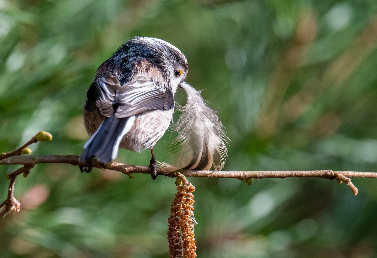 Signs of Spring <a href="/NorthCaveWet/">North Cave Wetlands</a> earlier this week. <a href="/nybirdnews/">NorthYorksBirdNews</a> <a href="/yorkshirewild/">Steve Farley</a>