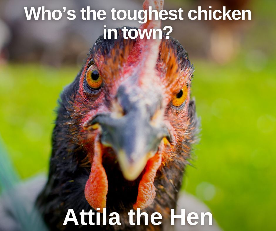 AFowlDay's tweet photo. Yeah, don't mess with her.
#chickens #hatchery #backyardhatchery #farmlife #backyardchickens #chickenjokes #jokes #funny https://t.co/8Esg5NbnyY