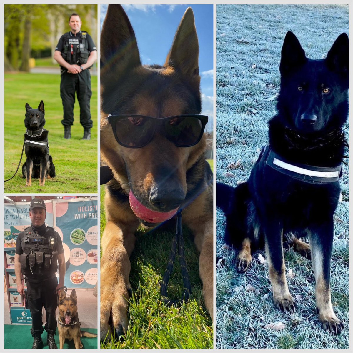 PD Gunner & PD Hans, two of our amazing police dogs will be retiring but not before they make a final appearance @Crufts If you’re heading to #Crufts and see them this weekend, say hello 🐾🐾
