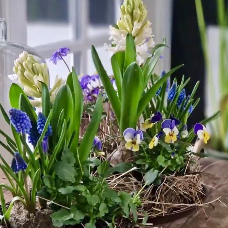 A container full of colourful blooms at your front door is a cheerful reminder that Spring is almost here. Visit Tanglebank Gardens in Abbotsford to get inspired 🌷

#escapetoTanglebank #exploreAbbotsford #thefraservalley #exploreBC #GardensBC