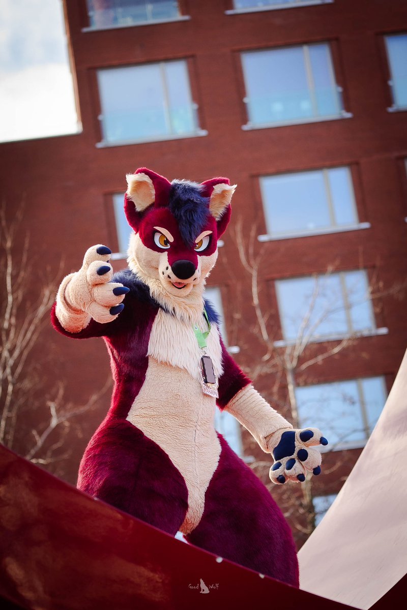 Big boi 

#FursuitFriday 
🦊 <a href="/DonKasion/">Kasion</a> 
✂️ <a href="/selkiesuits/">Selkie Suits</a>