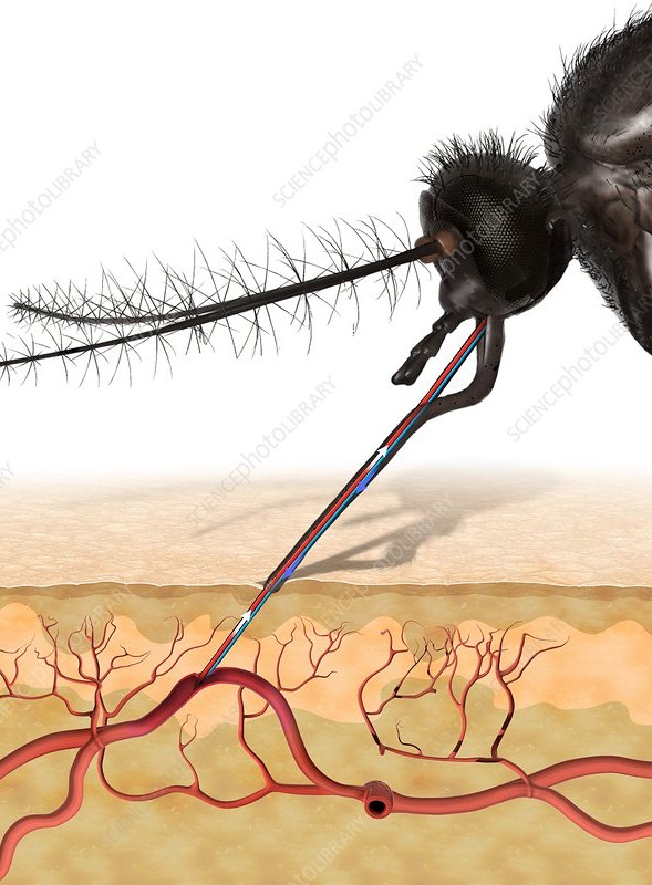 ejustin46's tweet image. SIMPLY AMAZING 👍

&quot;Tracking SARS-CoV-2 seropositivity in rural communities using blood-fed mosquitoes&quot;
frontiersin.org/articles/10.33…