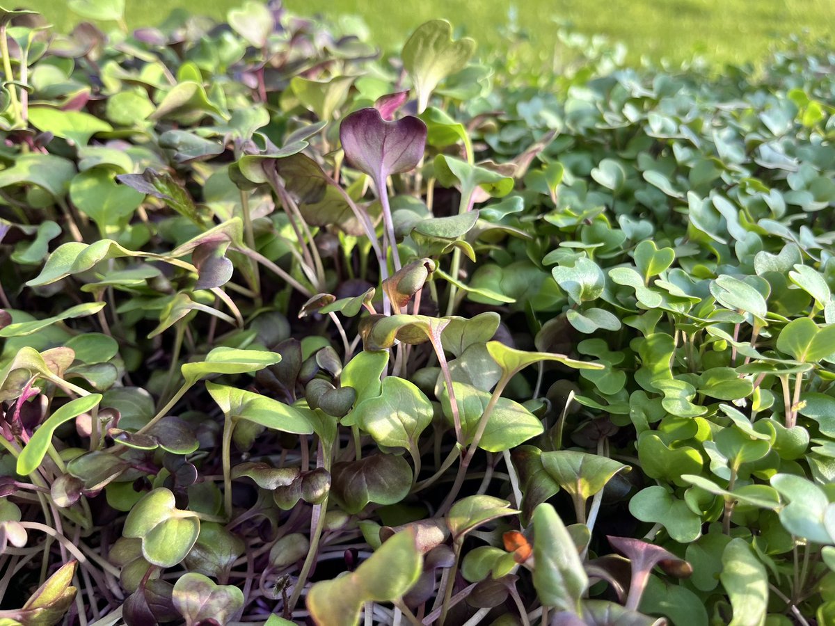Our beautiful crop of micro greens heading for Riverside Market tomorrow 🤩 <a href="/urbanvertical/">urbanvertical</a> @YsgolYDeri