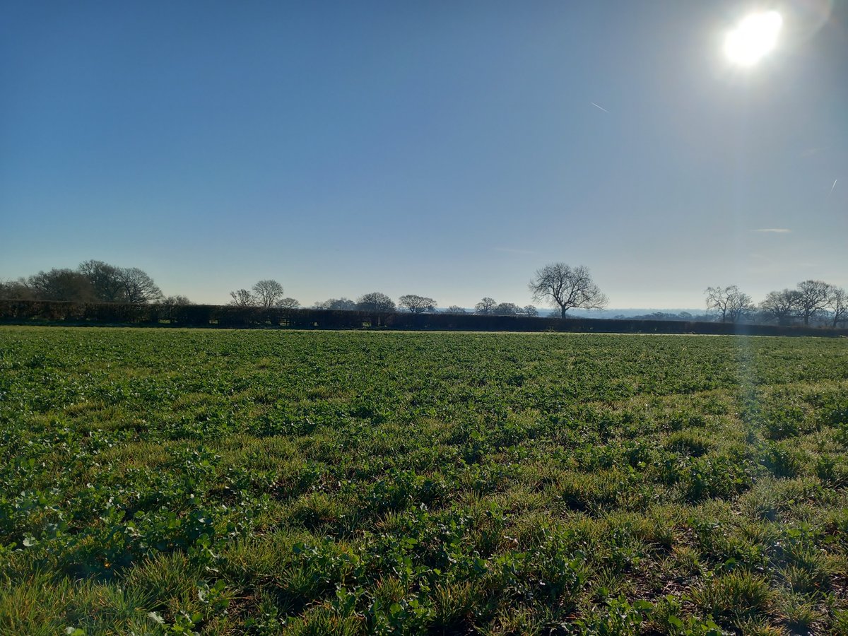 IsabelleSimsPhD's tweet image. Managed to go sampling on a lovely sunny day this week for the @DefraSurvey - these samples were sent to @ADASRosemaund for CSFB and disease assessments ☀️🌱🐛