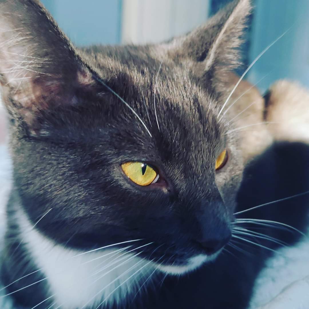 sfx123a's tweet photo. @PickliciousF And to you Queen Pickle  from another Lady Cat person Cleo 🐈‍⬛💕 #InternationalWomenDay https://t.co/cmSjEOIuJM
