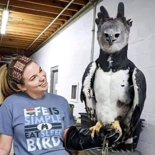 This Giant Bird of Prey Is The Most Powerful Eagle on Earth With Talons  Bigger Than a Grizzly Bear's Claws