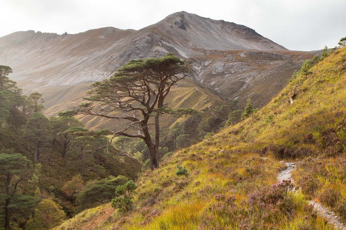 IanASargent's tweet photo. Want to work on a National Nature Reserve in the Highlands? 3 seasonal posts currently being advertised for this summer: https://t.co/7r4oQ3gXlO https://t.co/Rcz3V2yoOw