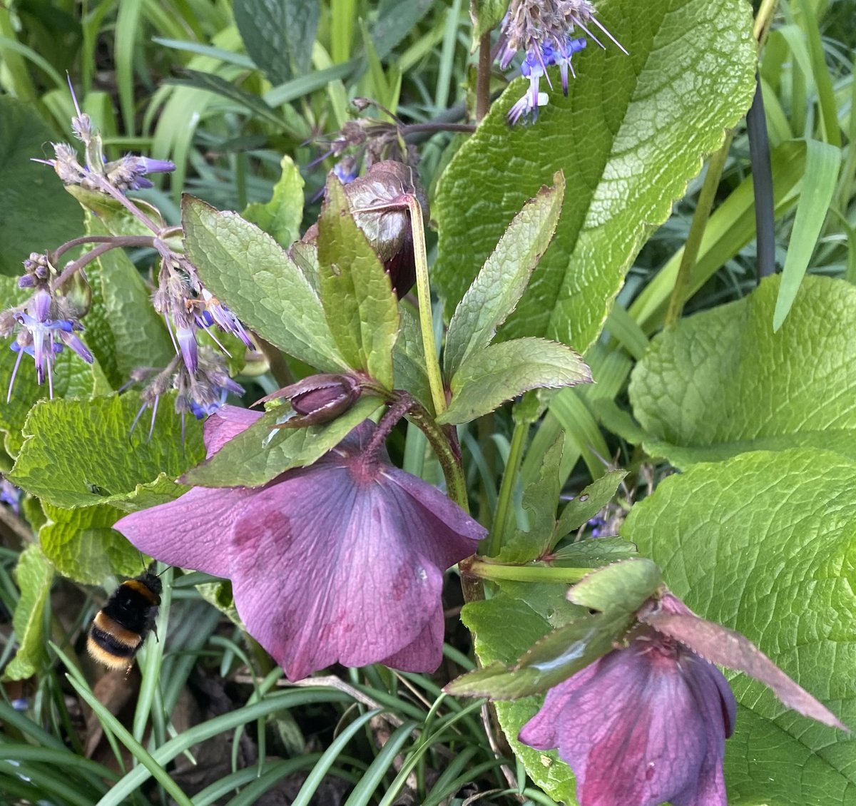 My #bumblebees are late to the party! But here’s a beautiful #bufftailedqueen. She’s got some nectar rich #hellebores but it’s the #orientalborage #trachystemonorientalis that is her chosen #nectarsource! One hellebore flower has as much nectar as 157 snowdrops! #pollinators