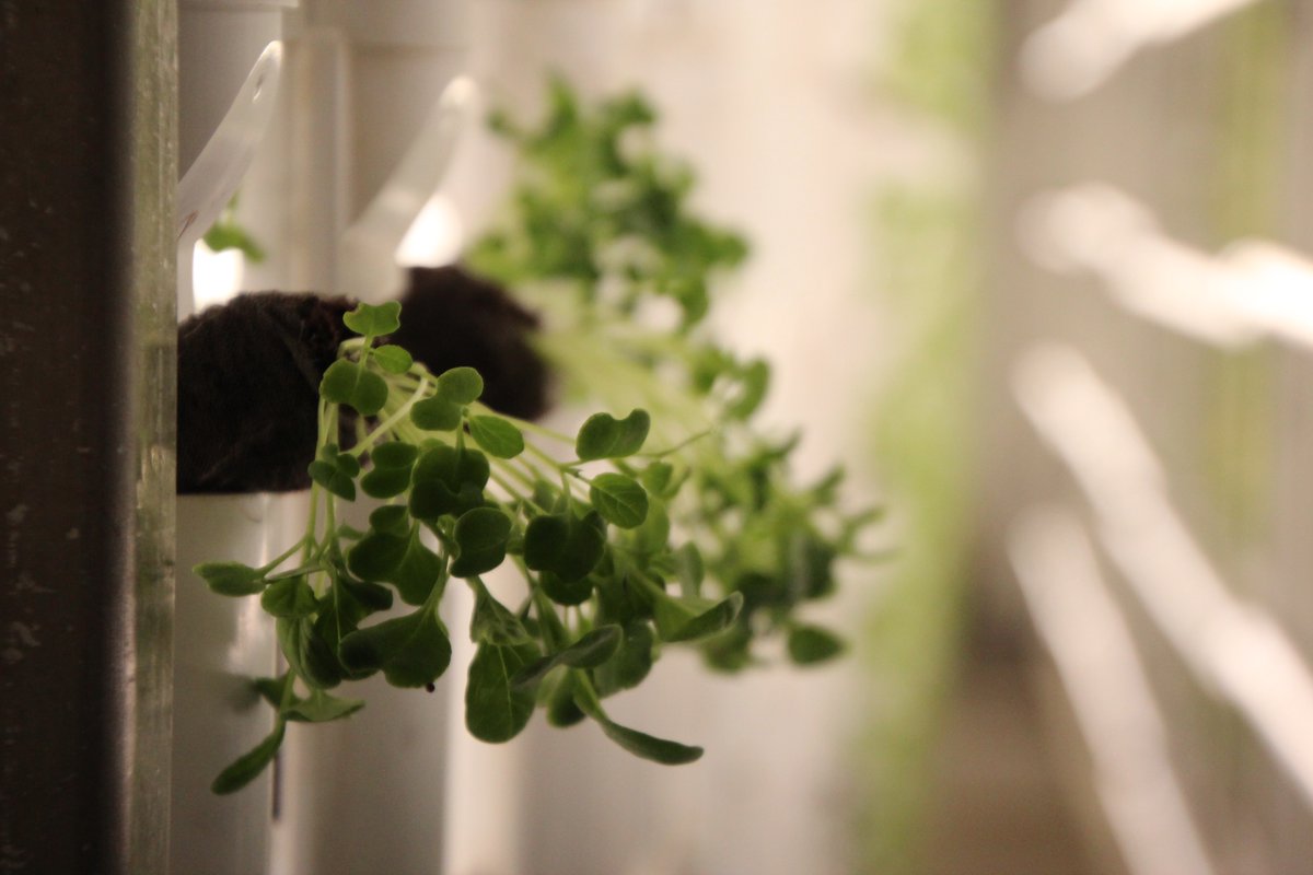 FarmBox_Foods's tweet image. Around 8,000 plants can grow simultaneously in the Vertical Hydroponic Farms we design and build.

#hydroponics #foodsecurity #sustainability #containerfarming #agtech #CEA #indooragcon #verticalfarm #verticalfarming