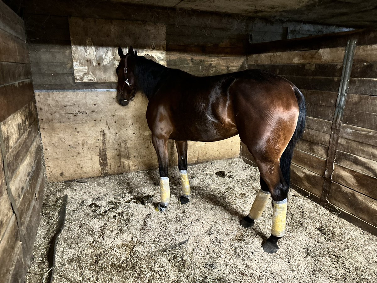 One of these we are gonna beat that del diggity!!! <a href="/WoodbineSB/">Woodbine Mohawk Park</a> <a href="/knows_lou/">Lou Knows 💥</a> <a href="/_JamesGrant/">James Grant</a> <a href="/GMMacLellan/">Donald MacLellan</a>