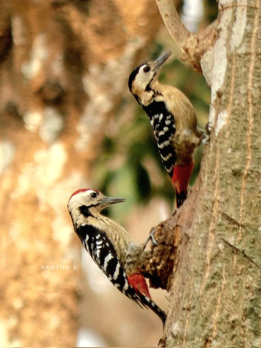 @koushikdas47 The Pair of Mahananda RF @IndiAves @Britnatureguide @NatGeoIndia @NatureIn_Focus @natgeowild #BirdsOfTwitter #BirdsSeenIn2024 #TwitterNatureCommunity #BBCWildlifePOTD #birdphotography @Canon_India #TwitterNaturePhotography #picoftheday #birdwatching #photooftheday