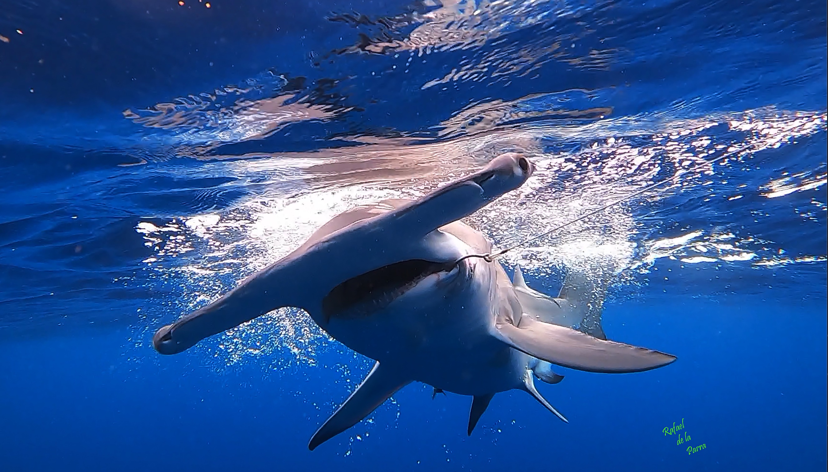 Costa rafael ocearch 2025