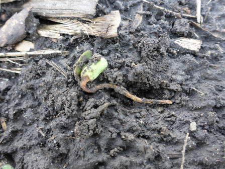 Check out An Overview of Soybean Seedling Diseases from Extension at cropprotectionnetwork.org/publications/a…. @cropdoc08 @cropdisease @TravisLegleiter @dsmuelle @MartinChilvers1 @AlbertTenuta @TNplantDR @baldpathologist @DTelenko @badgercropdoc +others #agtwitter @SoybeanScience1 @UnitedSoy