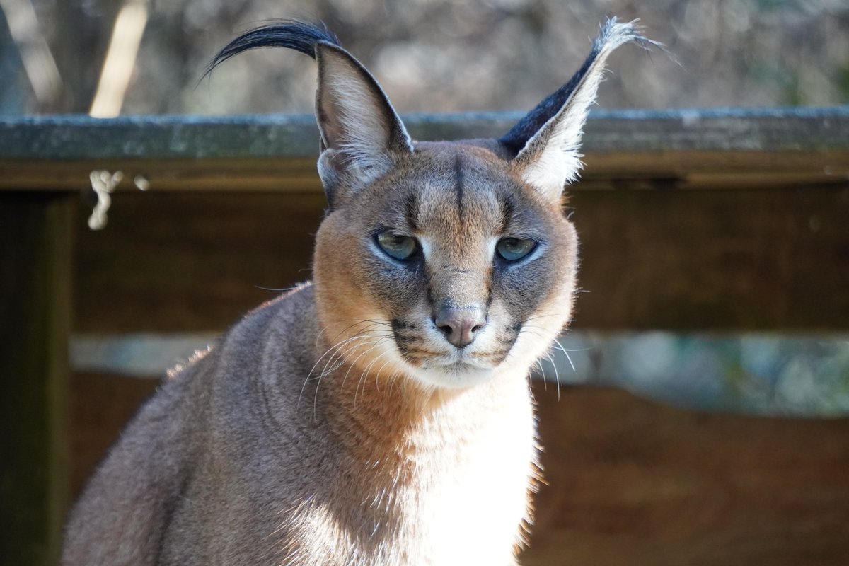 Did you know? Caracals, known for their hunting prowess, possess remarkable ears that serve both functional and aesthetic purposes. CTR is home to two caracals: Nelly and Kitwana. Nelly was rescued from a private home, and Kitwana was rescued from a closing roadside zoo.