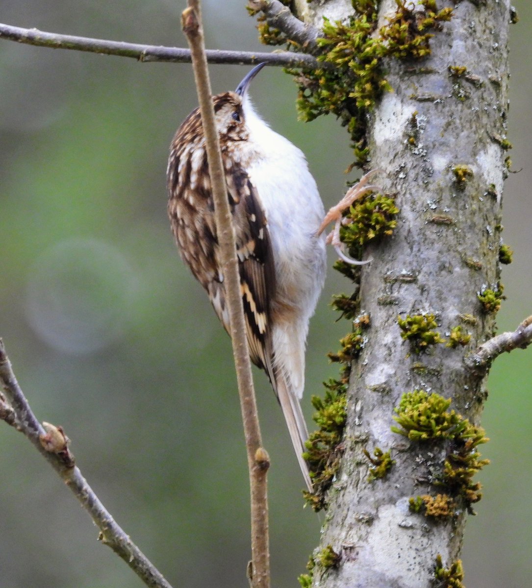 Tree creeper doing its thing