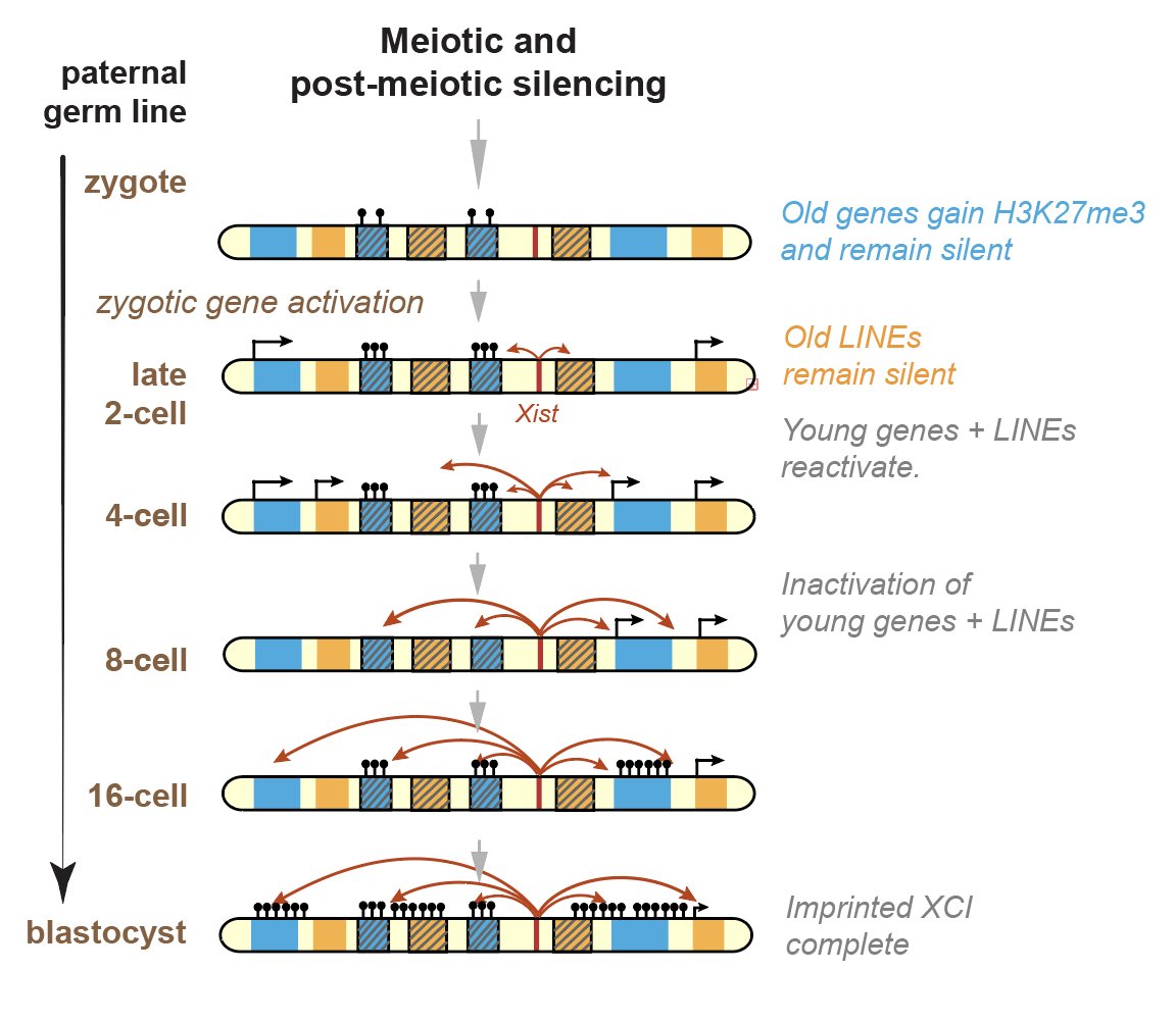 Imprinted X-chromosome inactivation through inherited silencing of the oldest genes -- Check it out here! And congrats to Chunyao Wei (with Hao Yin and Barry Kesner) for the outstanding work! sciencedirect.com/science/articl…