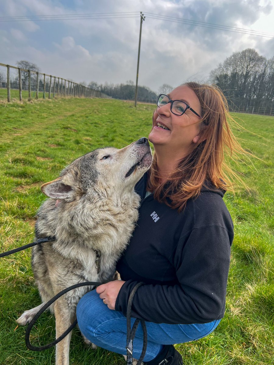 becca_collacott's tweet photo. Had the most amazing day today, up close with a Wolf. He was absolutely incredible ❤️ Never did I ever think I’d get to stroke a Wolf, let alone rub his belly and have one lick my face 😳❤️🐺#walkingwithwolves #wolfwalk #wolf #bucketlist #makingmemories #lovewolves https://t.co/qGupcayk9E