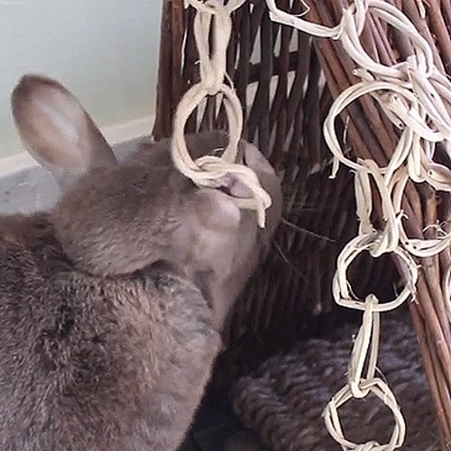 Discounted Packs! Get the Chew Toy Chain or another Fun Pack. Packs are always discounted at BinkyBunny, check them out! store.binkybunny.com/collections/va… (Our own bunny, Aria, also loved chewing the chain. We hung it on her Willow Tent. It kept her busy and out of trouble!)