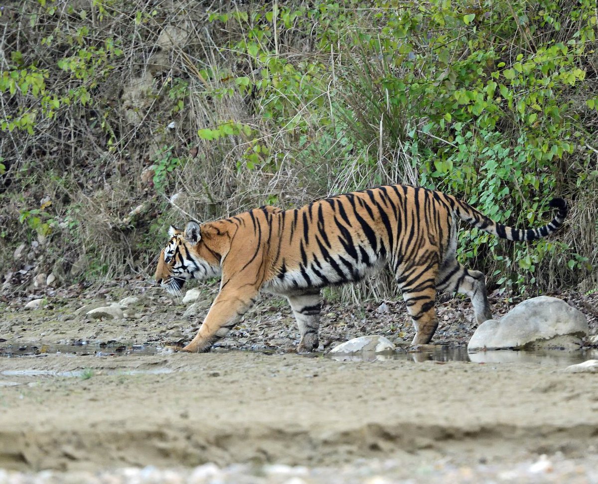 Some mammal highlights from a recent trip to Northern India. We also recorded over 375 spp. of birds during a 17 day tour. Tour dates in 2025 are 29th Jan - 15th Feb.