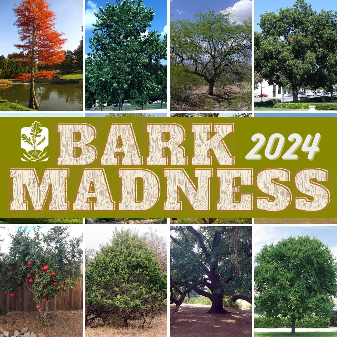 Are you familiar with Bark Madness? Here’s what you need to know for this prestigious competition’s second year! Sixteen tree species compete for your votes. Each day involves a different match. Voting takes place on social media and this link treefolks.org/bark