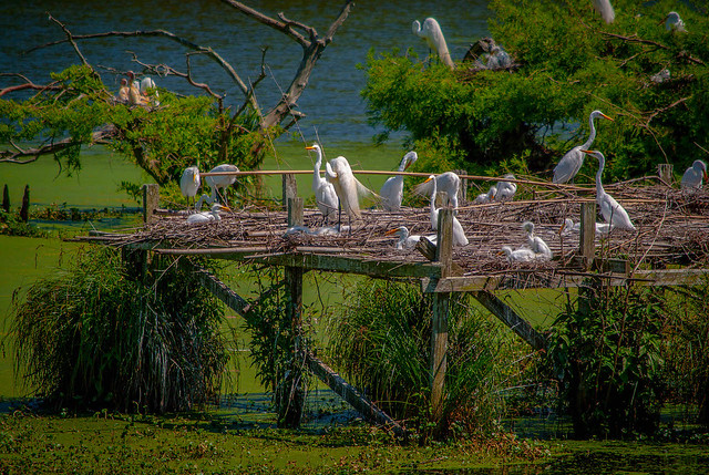 ICYMI- (Group of Egrets) - photos.mikemcbrideonline.com/2020/03/09/gro… - #AveryIsland #Bird #Louisiana