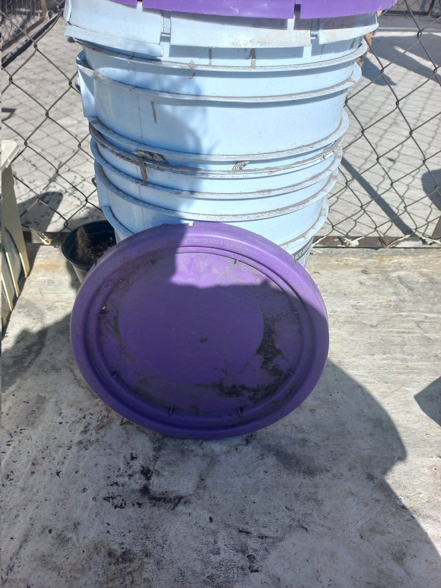 marco_un_bio's tweet image. Tutorial express de como empezar  una composta y no morir en el intento.💚🌱🥬
Ingredientes:
Recipiente con tapa.
Residuo orgánica (cáscaras de verduras, frutas y semillas)
Residuos secos (hojarasca Y residuos  de jardín)
Cama absorbente (aserrín o cartón  de huevo)
1/5