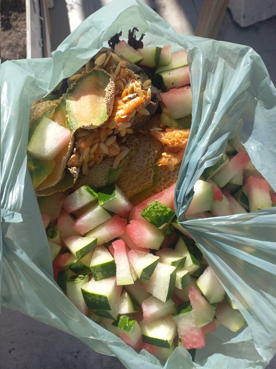 marco_un_bio's tweet image. Tutorial express de como empezar  una composta y no morir en el intento.💚🌱🥬
Ingredientes:
Recipiente con tapa.
Residuo orgánica (cáscaras de verduras, frutas y semillas)
Residuos secos (hojarasca Y residuos  de jardín)
Cama absorbente (aserrín o cartón  de huevo)
1/5