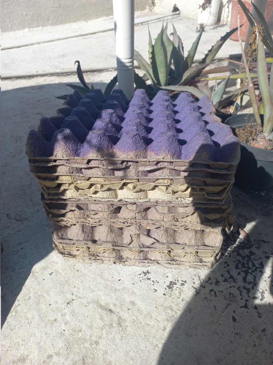 marco_un_bio's tweet image. Tutorial express de como empezar  una composta y no morir en el intento.💚🌱🥬
Ingredientes:
Recipiente con tapa.
Residuo orgánica (cáscaras de verduras, frutas y semillas)
Residuos secos (hojarasca Y residuos  de jardín)
Cama absorbente (aserrín o cartón  de huevo)
1/5