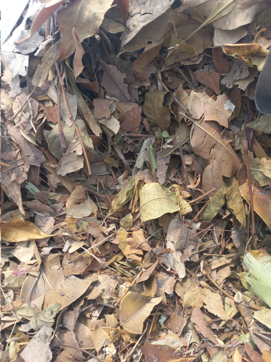 marco_un_bio's tweet image. Tutorial express de como empezar  una composta y no morir en el intento.💚🌱🥬
Ingredientes:
Recipiente con tapa.
Residuo orgánica (cáscaras de verduras, frutas y semillas)
Residuos secos (hojarasca Y residuos  de jardín)
Cama absorbente (aserrín o cartón  de huevo)
1/5