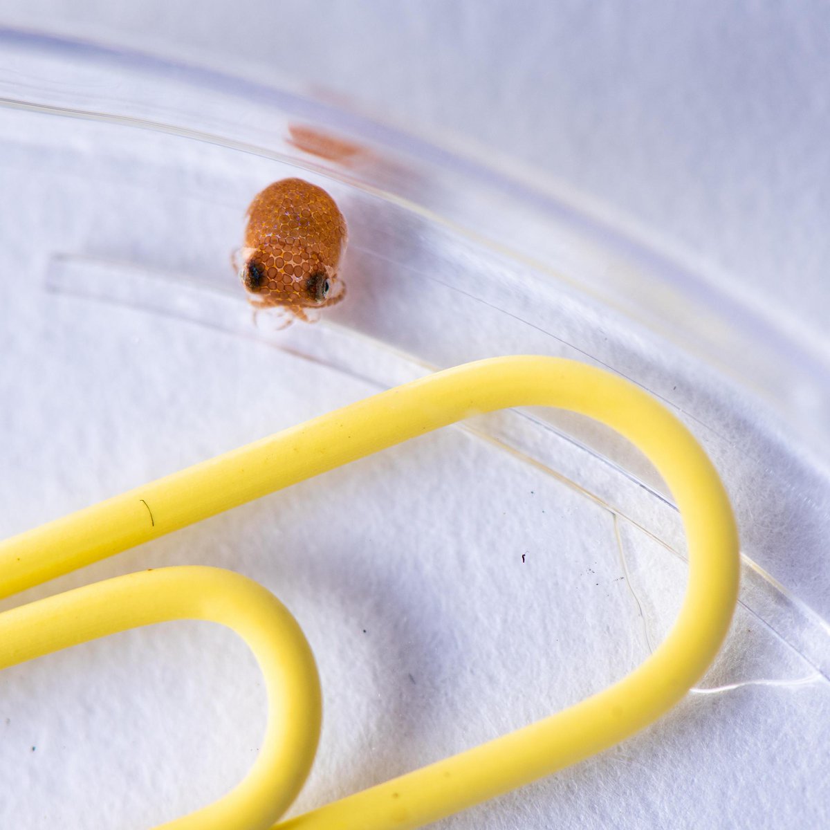 Marine Biological Laboratory (MBL) tweet media