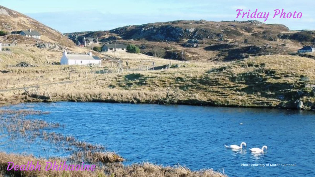 Stunning blue water in Tolsta Chaolais, with the resident swans. Thank you to Murdo Campbell for this serene image.
#fridayphoto #dealbdhihaoine #carlowayestatetrust #communityownedestate
