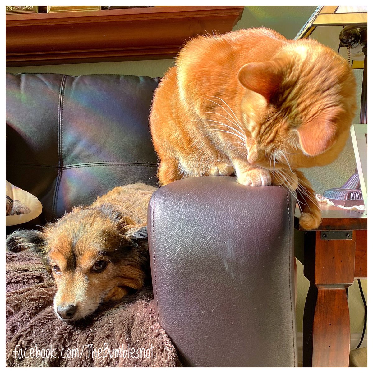 Hey Brown Doggy..! Wut happens to youse? Youse looky likey youse loose sum hairs dere. Where dey go? 🐈🧡🐶✂️ #youseskinnyboynow #ihafgotsmorehairydenyouse #haha #butistilllubsyouse #brothers #catsanddogs #catlove #chiweenielove #felinefriday
