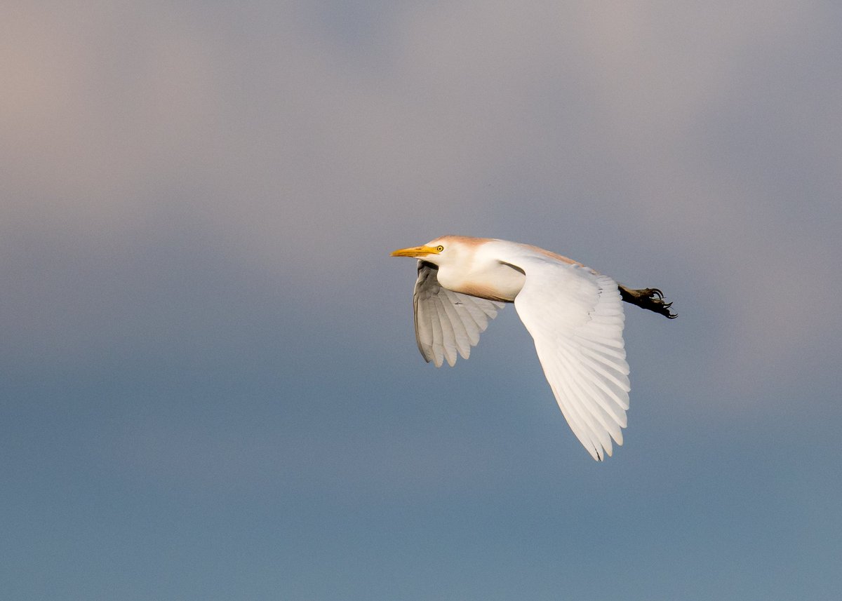 RSPBTitchwell tweet picture