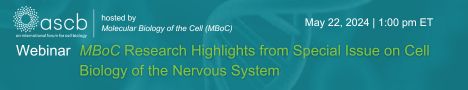 FREE WEBINAR: MBoC Research Highlights from the special issue on #CellBiology of the Nervous System Join us for this webinar moderated by lead editors Stephanie Gupton (@stephgupton1), @UNC and Avital Rodal, @RodalLab, @BrandeisU. Learn more and register: ascb.org/ascb-meetings/…