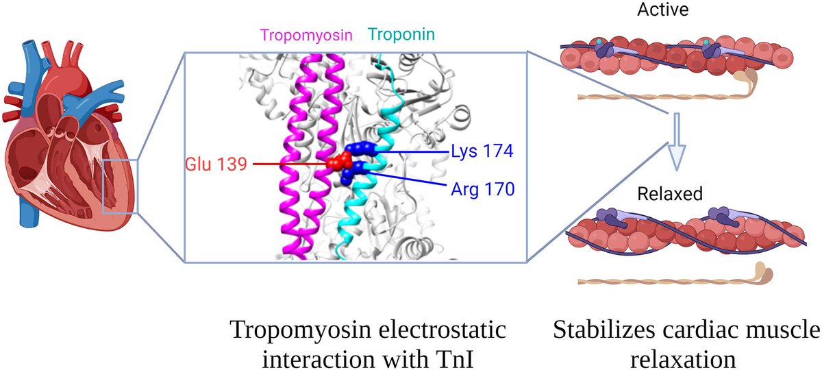 New! Research from the Moore lab @UMassLowell shows glutamate 139 of tropomyosin is critical for cardiac thin filament blocked-state stabilization: buff.ly/43bDklE @k8weeks @vagnozzirj @monikagladka @ELS_Cardiology