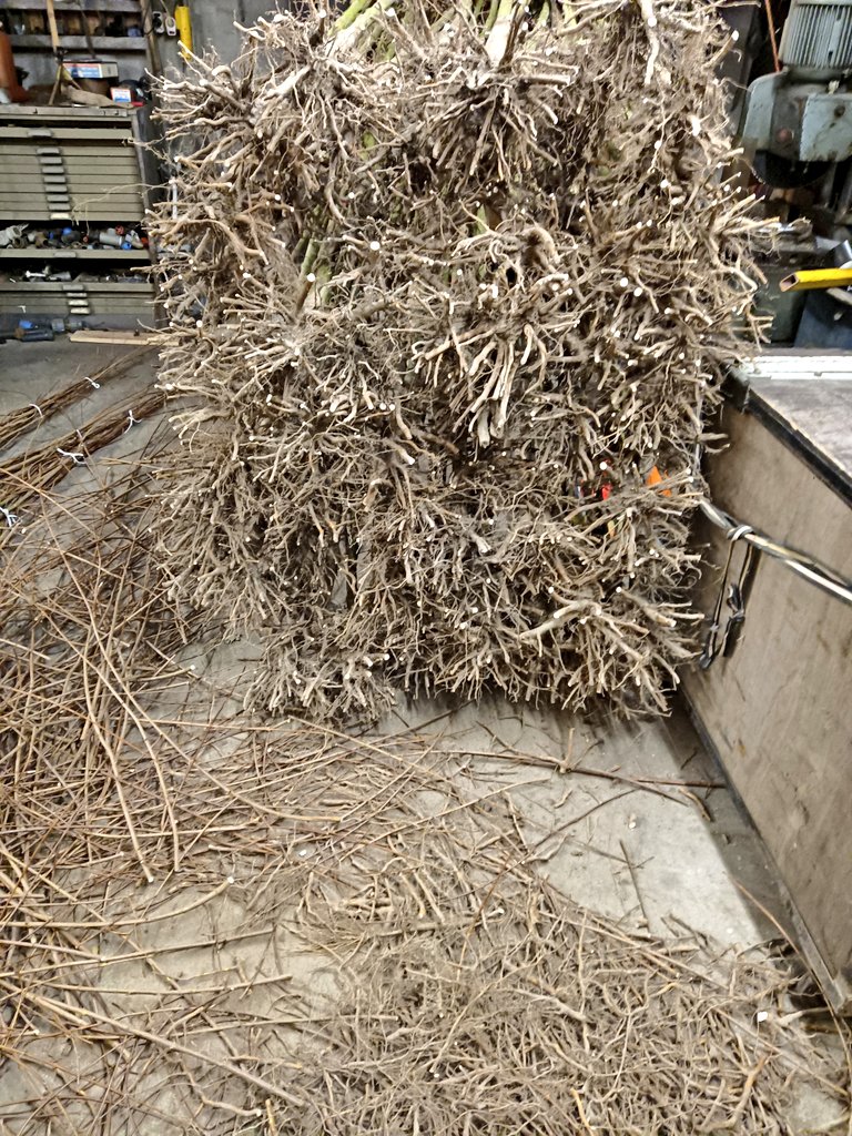 Plantgoed voor 2024 aan het snoeien, vanavond op het programma:
Acer campestre Elsrijk
Prunus avium Plena