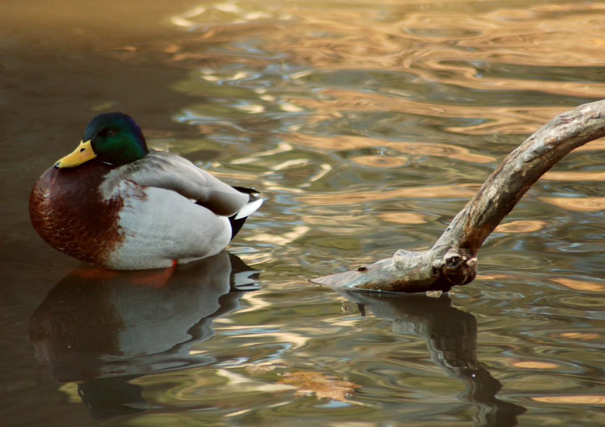 Ayoooo #WTD @duck_wtd 🦆 Look at these old #duck photos that @MorganForce2 snapped in her early photography days 🤩 #ducklings #XRPCommunity #photograghy Should we mint these 🤷‍♂️?