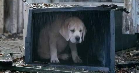 Mientras tú los abandonas, ellos solo esperan que tú vuelvas. 🐾😢