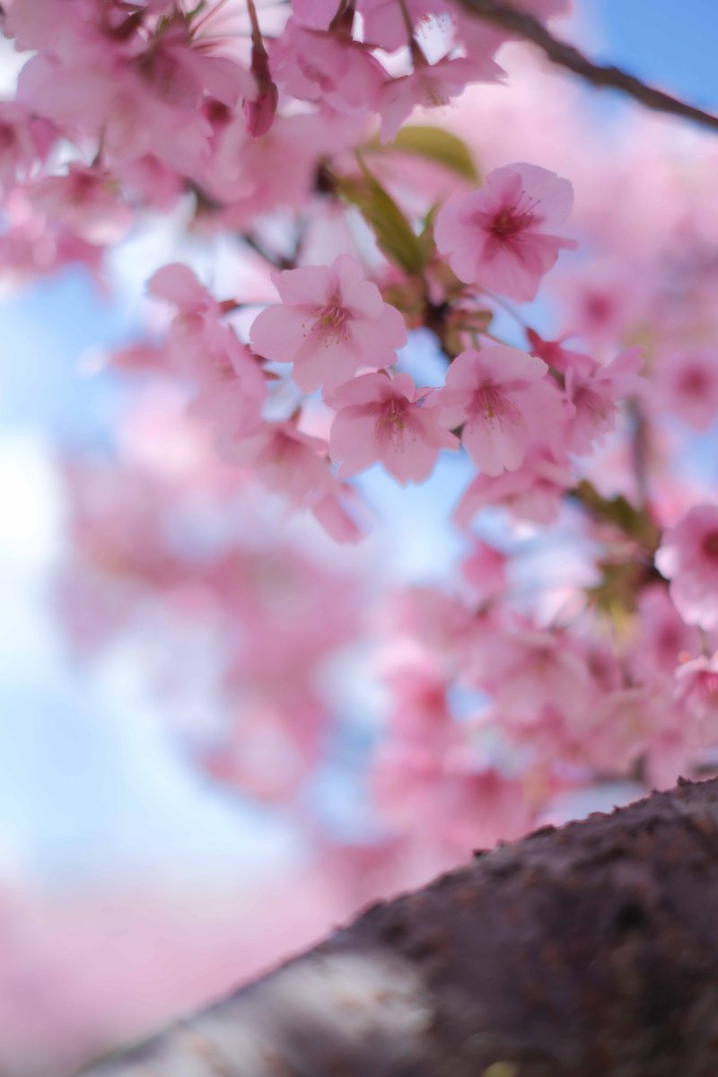 flowerman1783's tweet photo. おはよう https://t.co/CpYX9Yiad9