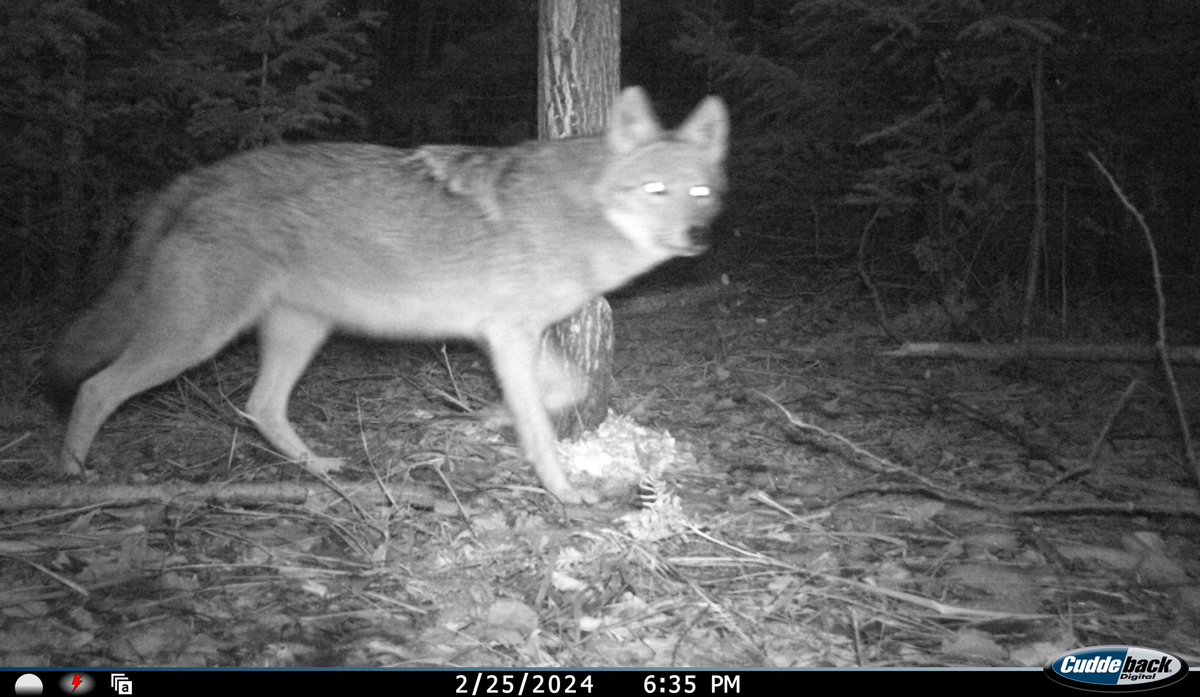 brad von blon tweet media