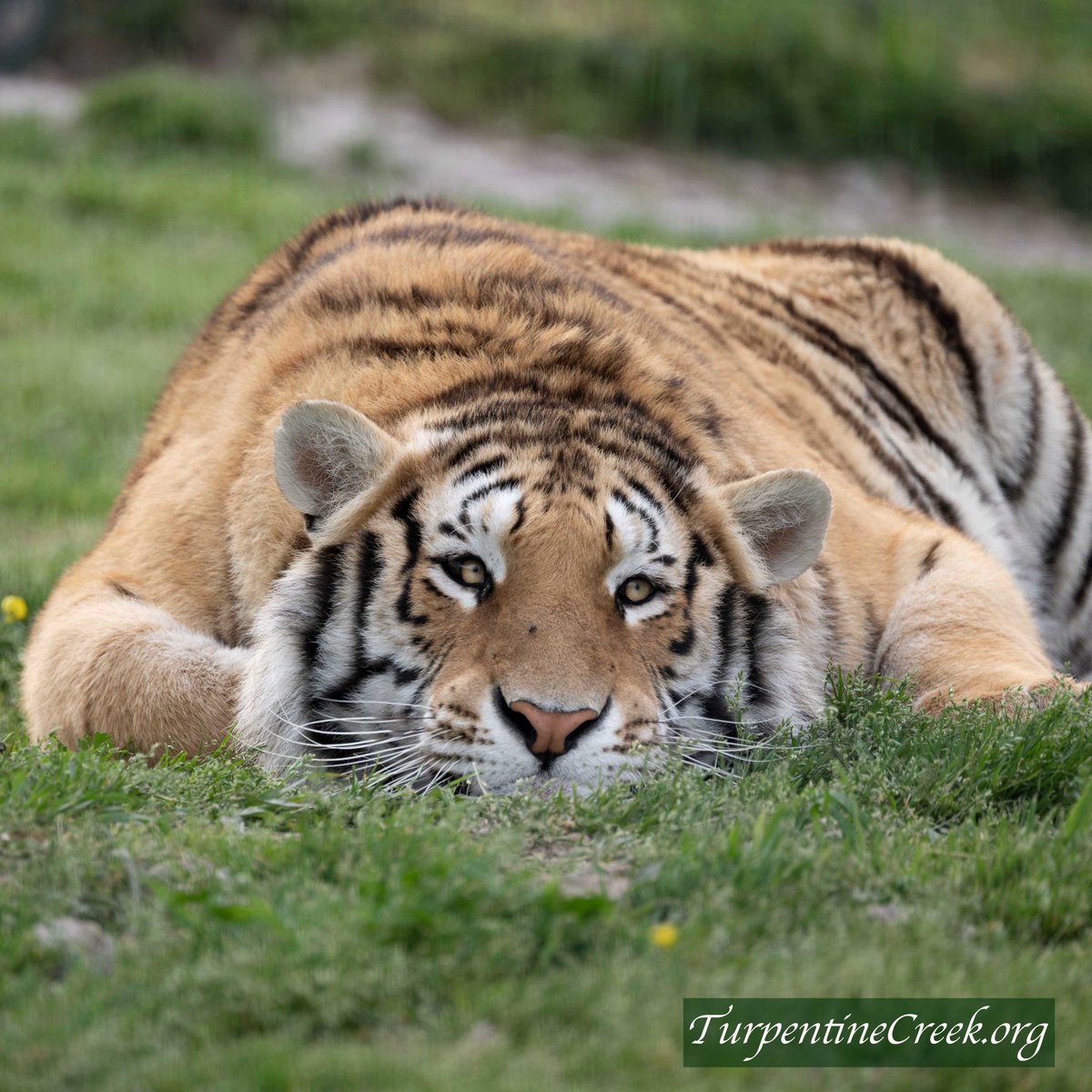 turpentinecreek's tweet photo. Jinx is ready to catch a few ZZZZs before embarking on some nighttime prowling.
#tiger #tigers #bigcats #jinx #goodnight #night #nightynite #nitenite #sleeptite #gnite #RestWell #sleepy #sleepycat #ready #prowl #prowling #sleepyhead #catchsomezs https://t.co/UTyPijLXmC