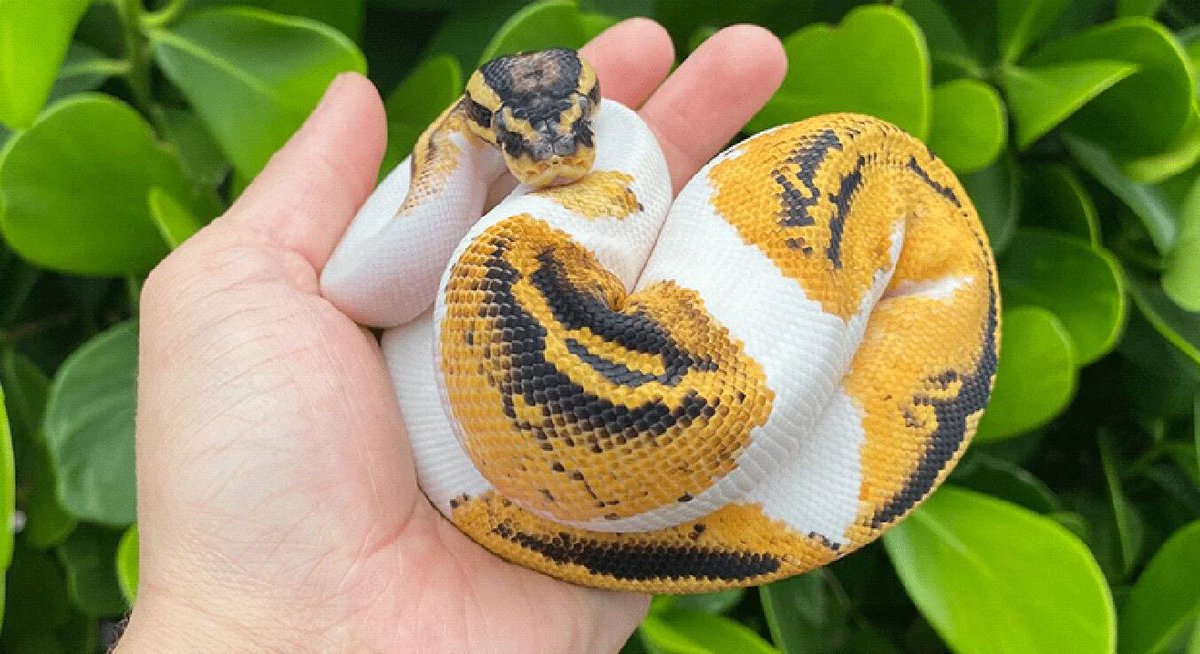 Reasons Why Ball Pythons Make Good Pets
bit.ly/3IvdKP2 #XYZReptiles #BallPython #BabyBallPython #BallPythonMorph #PythonRegius #RoyalPython #Snake #SnakeLife #Pets #Reptiles  #ReptileLover