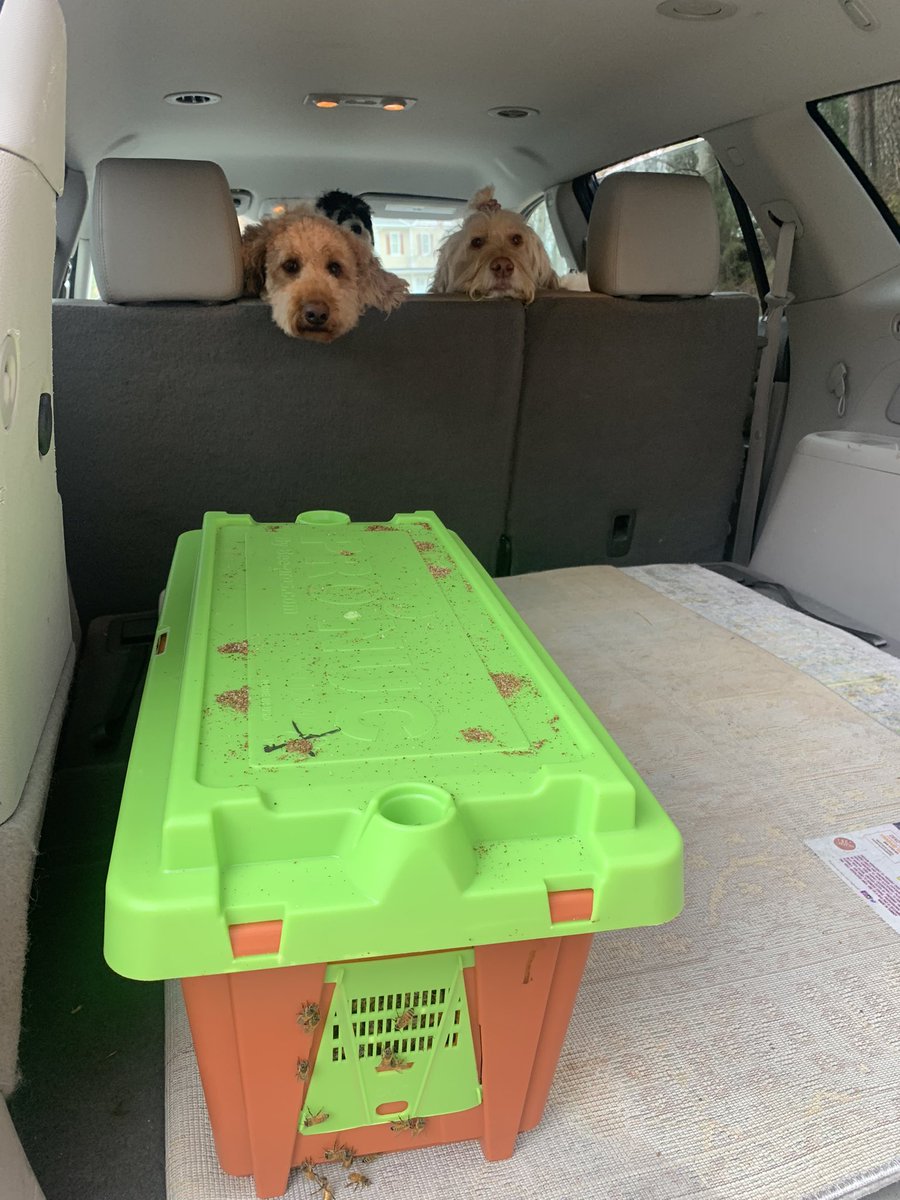 Hexagon_Perform's tweet photo. @BeekeeperTips Too true.  One keeps or tends bees - you don’t own them like a dog or a horse!  Point in fact - giving a nuc under grey cloudy conditions not ideal but had to be done with incoming rain ! https://t.co/gx2Rxx1qqK