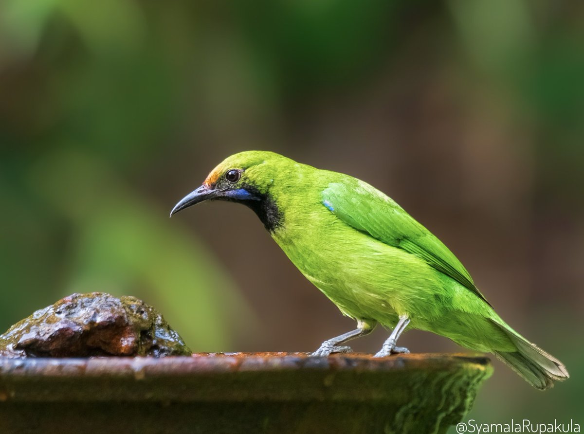 #indiaves #ThePhotoHour #BirdsOfTwitter #TwitterNatureCommunity #wildplanet #wildlife #BBCWildlifePOTD #BirdsSeenIn2024 #NatureIn_Focus #birdtwitter #birds #natgeoindia Golden-fronted Leafbird