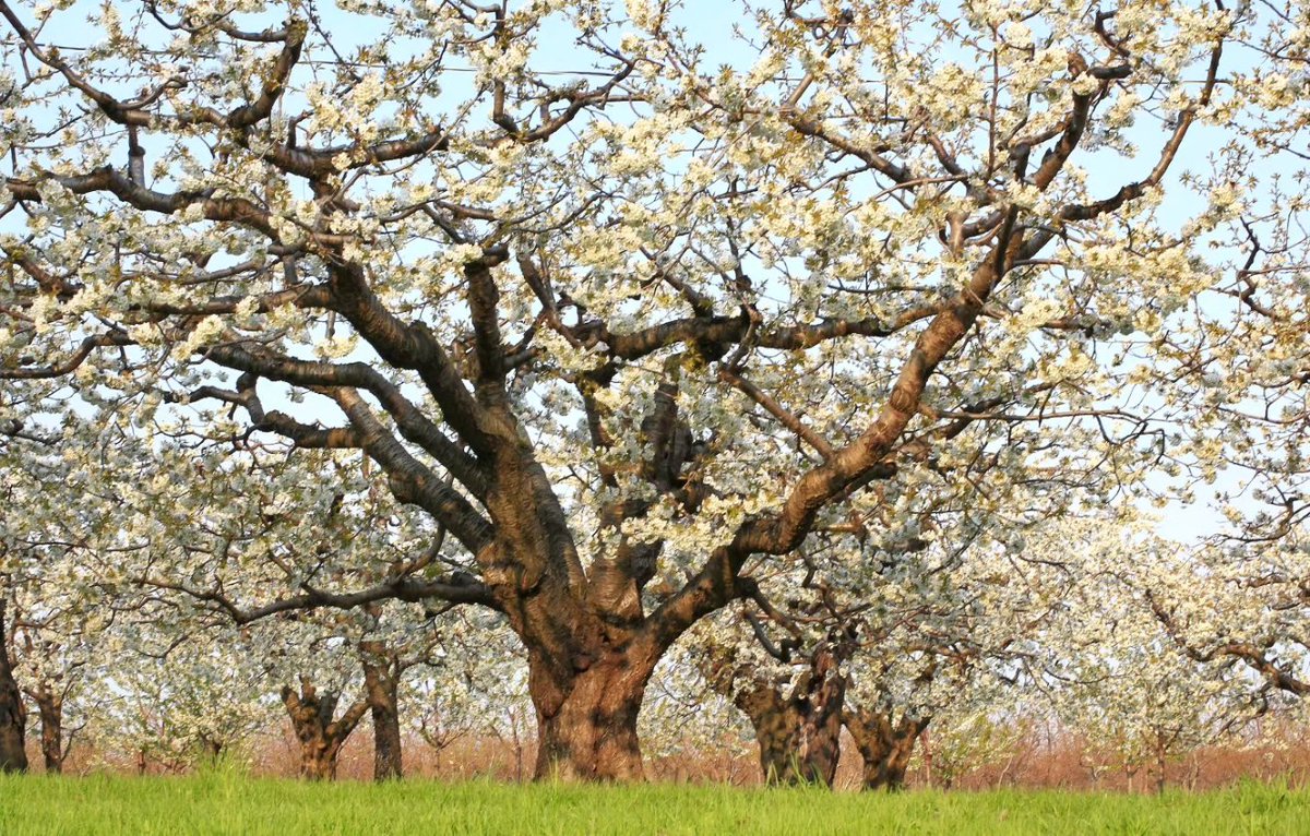 junekrisko's tweet image. From 9 years ago in May...Spring in the Orchard
#FrameItFriday
.
.
.
#JordanStation #JuneKriskoPhotography #JuneKriskoArtist