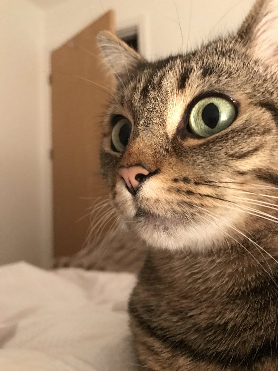 thompson_jojo76's tweet photo. @PickliciousF Happy International Lady Cat Day to you @PickliciousF.  Love from ShellyCat, first of her name, Queen of her household 👑 https://t.co/m4PMnAVa4w